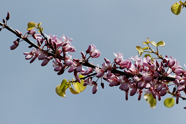 Jardin des Impressionnistes-046